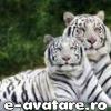 Avatar utilizator